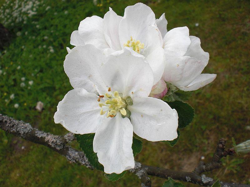 Apfelblüte