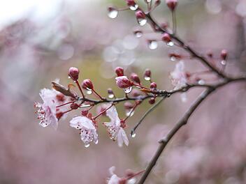 Der Frühling schaut in Franken vorbei: Dann zieht eine Kaltfront auf