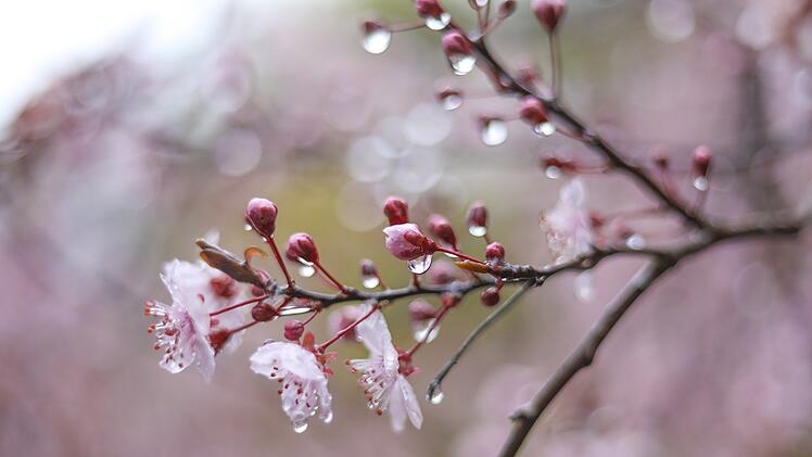 Der Frühling schaut in Franken vorbei: Dann zieht eine Kaltfront auf