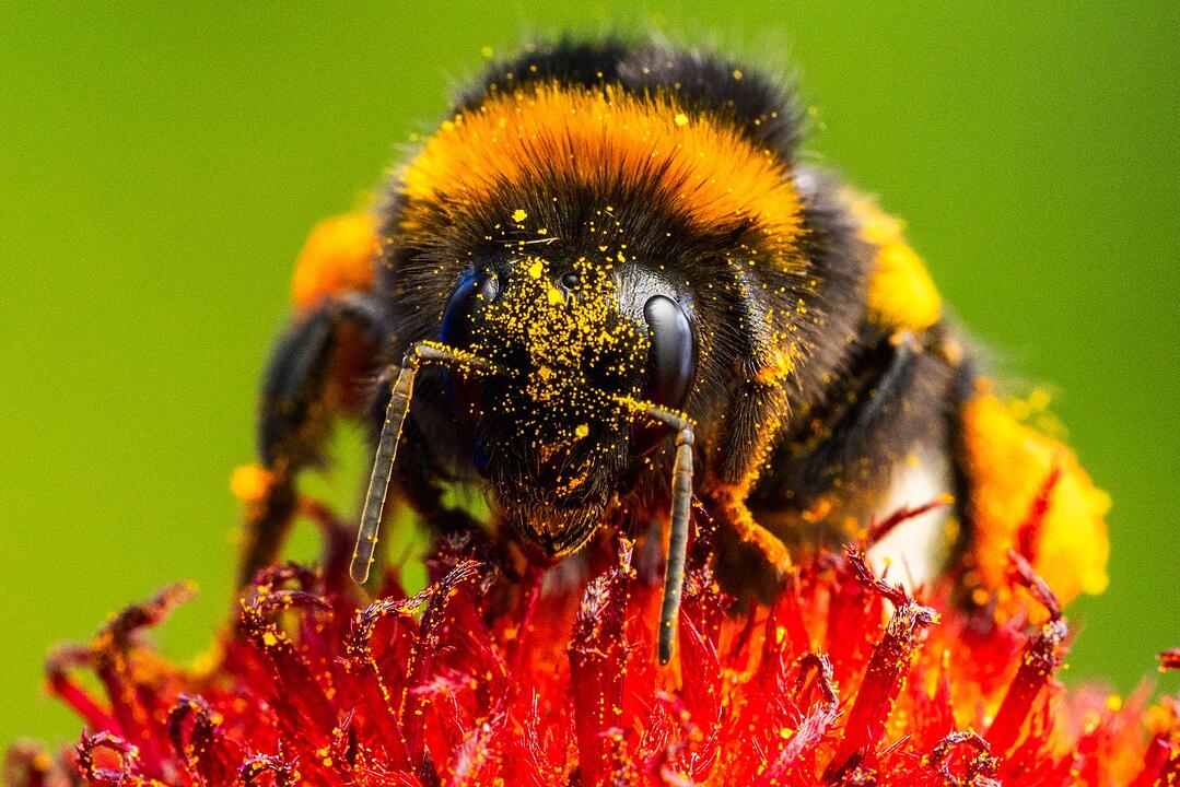 Hummel auf Nektarsuche