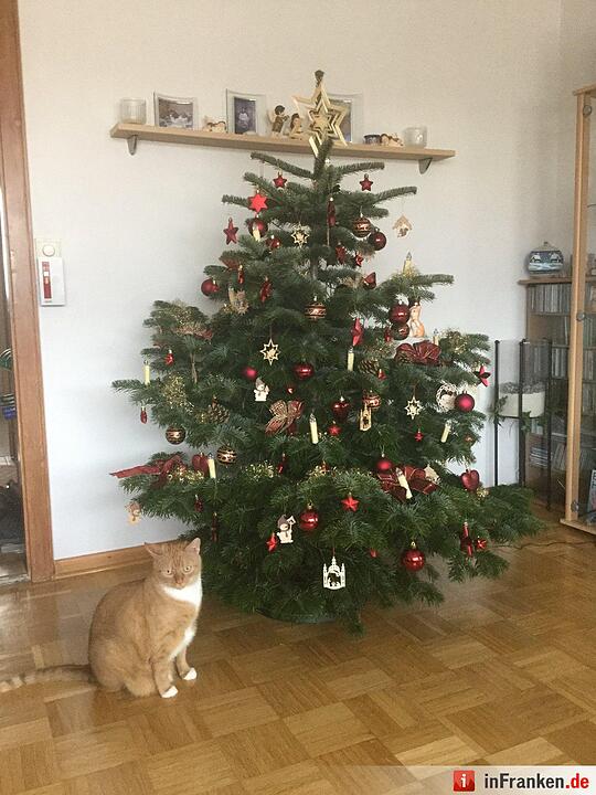 Weihnachten in Franken: Die Christbäume unserer Leser
