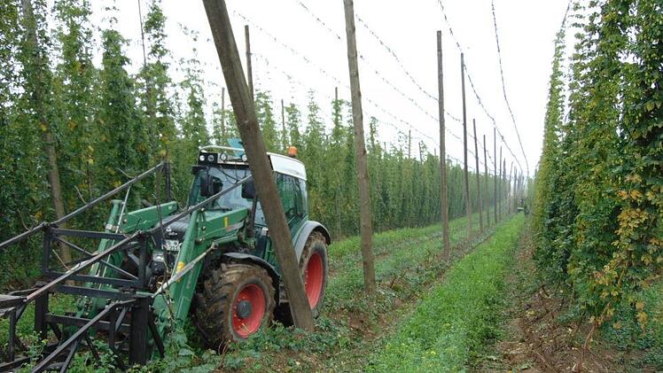 Hopfenfeld  der Friedrichs in Lilling Foto: Petra Malbrich