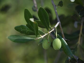 Studie der Uni W&uuml;rzburg: Baut Franken bald Oliven statt Zuckerr&uuml;ben an?
