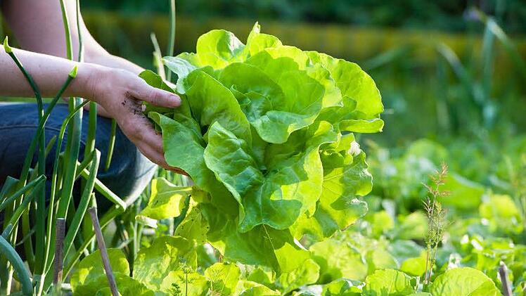 Welchen Salat man wählen sollte, wenn keine Tiere an den Salat sollen und wie man den Salat richtig einpflanzt und wann erntet, erklärt Jupp Schröder. Symbolbild: Thinkstock