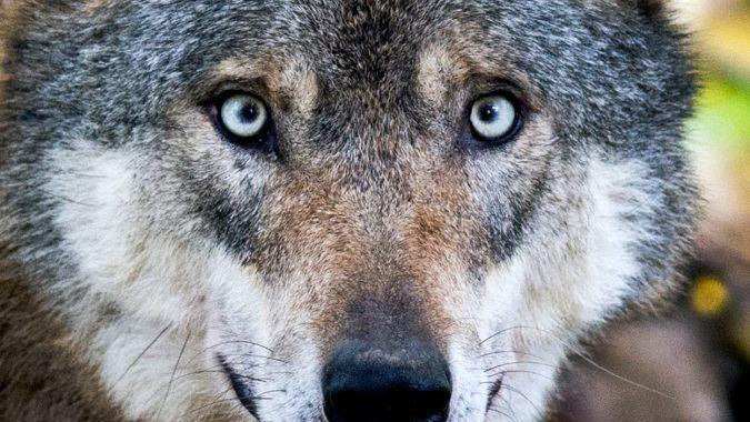Mit hoher Wahrscheinlichkeit streift wieder ein Wolf durch den Spessart. Symbolfoto: Julian Stratenschulte/dpa