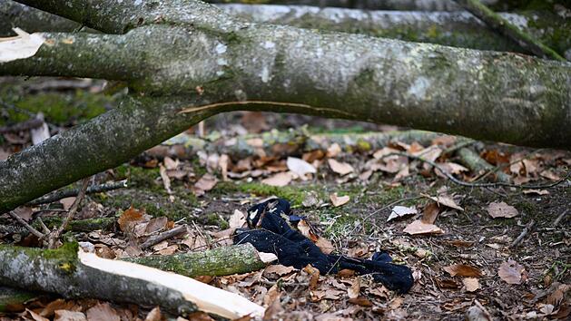Baum umgest&uuml;rzt - Drei Tote bei Flensburg