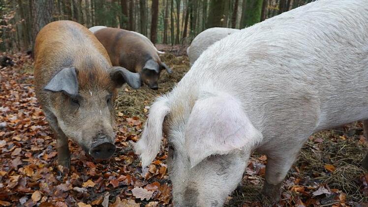 Quietschfidel sind die Rupbodener Eichelmastschweine. Foto: Marion Eckert