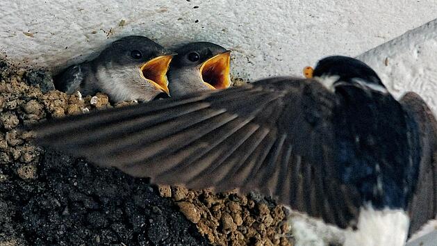 Ein süßer, aber seltener Anblick:Die Kleinen werden gefüttert.  Foto: Peter Steffen/dpa (Archiv)