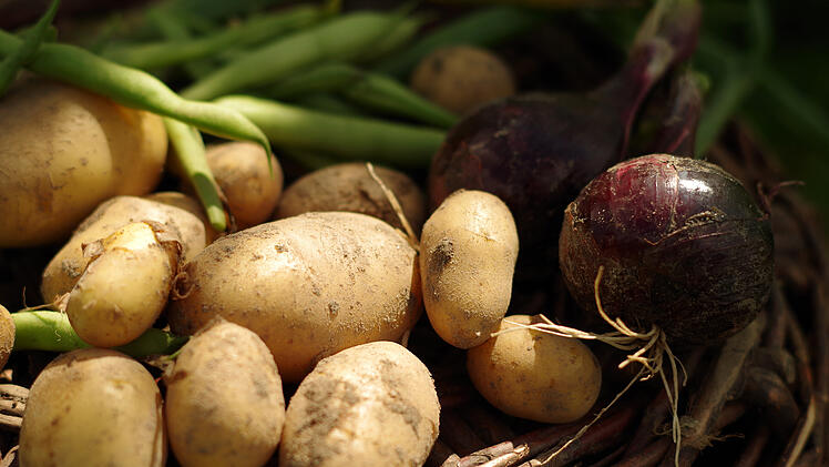 Kartoffeln, Bohnen, roh, Gesundheitsrisiko