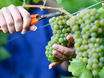 Weinlese