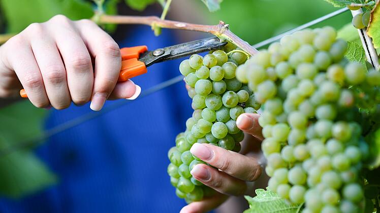 Weinlese