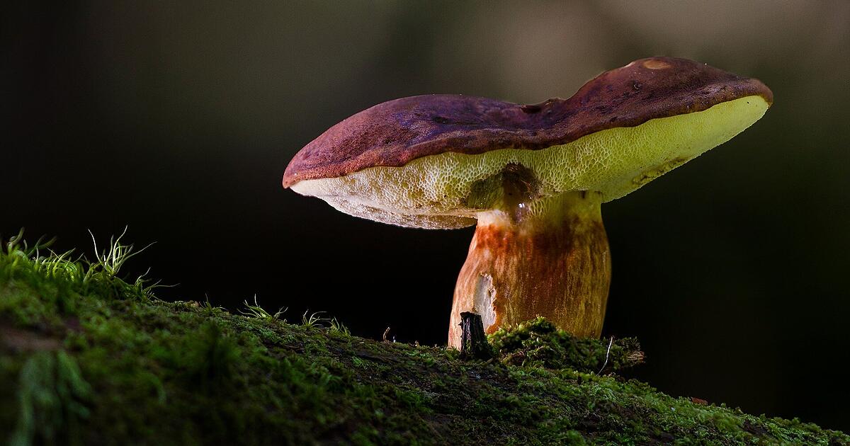 Mushroom season: How to recognize dangerous doppelgangers