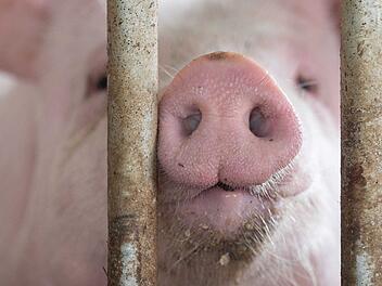Schweinestall