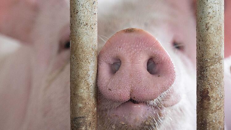 Schweinestall