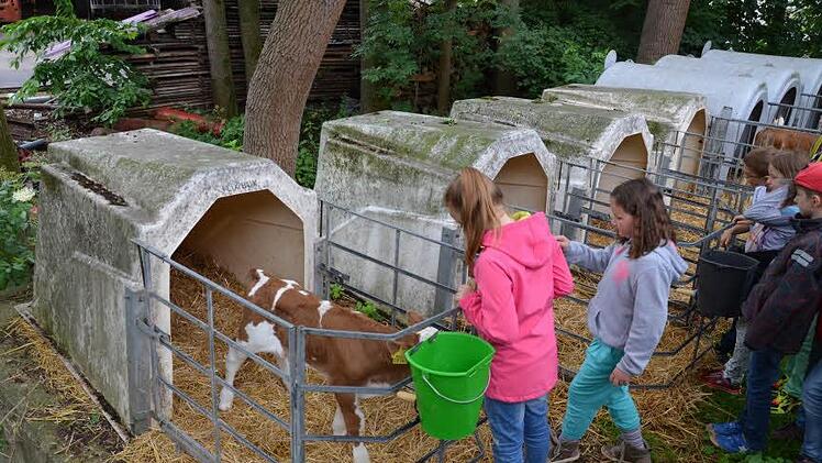 Die "Kinderstube" auf dem Hof. Aufzucht und Pflege der Kälbchen werden gezeigt Foto: Andrea Spörlein