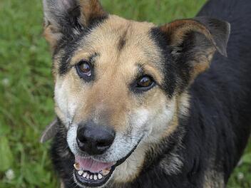 Sch&auml;fer-Mix-R&uuml;de Kalli sucht ein neues Zuhause. Foto: Tierheim Bamberg