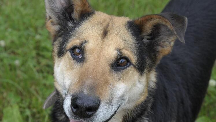 Sch&auml;fer-Mix-R&uuml;de Kalli sucht ein neues Zuhause. Foto: Tierheim Bamberg