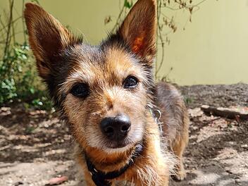 Tierheim Nürnberg: Hunde-Opa "Jack" muss ins Heim - Zuhause "auf letzte Tage" gesucht Tierheim Nürnberg: Hunde-Opa "Jack" muss ins Heim - Zuhause "auf letzte Tage" gesucht