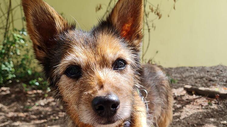 Tierheim Nürnberg: Hunde-Opa "Jack" muss ins Heim - Zuhause "auf letzte Tage" gesucht