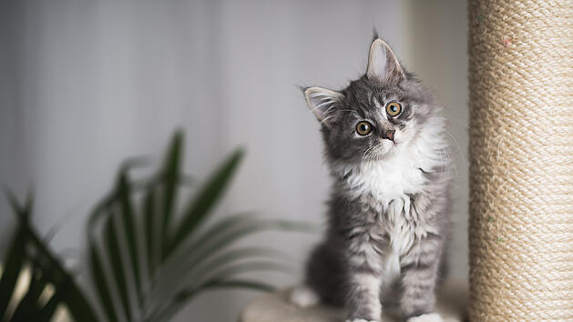 Fehler bei der Katzen-Erziehung: So schaffst du eine vertrauensvolle Bindung zu deinem Haustier