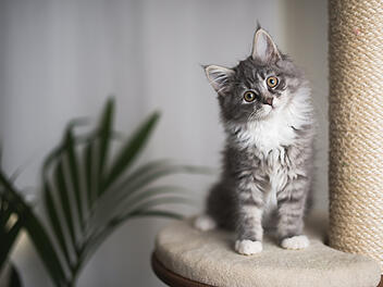 Fehler bei der Katzen-Erziehung: So schaffst du eine vertrauensvolle Bindung zu deinem Haustier