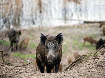 Im Wald bei Rehau stie&szlig; eine Frau auf Wildschweine und fl&uuml;chtete auf einen Hochsitz. Stunden sp&auml;ter fand sie ein Jogger. Symbolfoto: Gregor Fischer/dpa