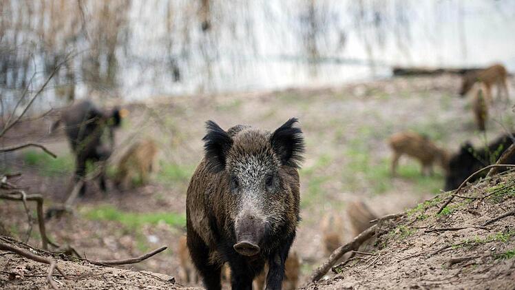 Im Wald bei Rehau stie&szlig; eine Frau auf Wildschweine und fl&uuml;chtete auf einen Hochsitz. Stunden sp&auml;ter fand sie ein Jogger. Symbolfoto: Gregor Fischer/dpa
