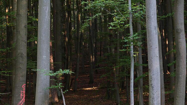 So sieht ein Waldbestand vor dem Umbau aus: Die Bäume stehen eng, den Waldboden erreicht wenig Licht. Foto: Arkadius Guzy