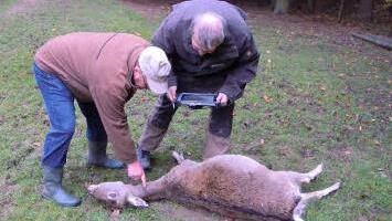 Im November schlug der Luchs erstmals in der bayerischen Rhön zu, und zwar in Schönderling. Im Frühjahr wurden zwei weitere Fälle bekannt. Foto: Julia Raab