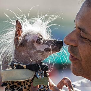 2016 World's Ugliest Dog Contest in California
