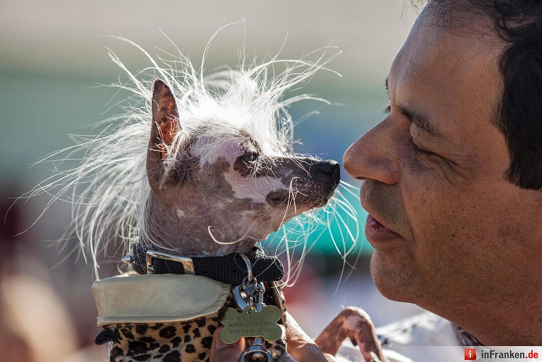 2016 World's Ugliest Dog Contest in California