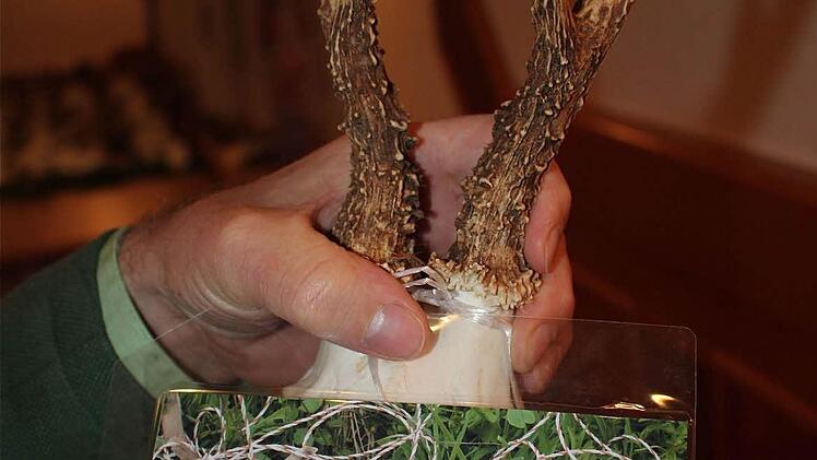 In einen Drahtzaun hatte sich dieser Rehbock bei Dittlofsroda so verwickelt, dass er nur noch von seinem Leiden erlöst werden.