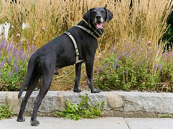 Tierhilfe Franken schildert "trauriges Schicksal": Hund Walter harrt tagelang neben totem Herrchen aus