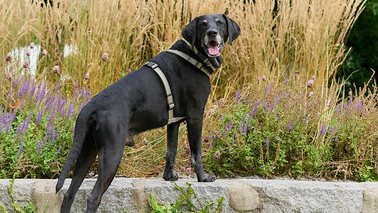 Tierhilfe Franken schildert "trauriges Schicksal": Hund Walter harrt tagelang neben totem Herrchen aus