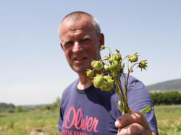 Unter großen saftigen Erdbeeren stellt sich Beerenbauer Tom Bertelshofer etwas anderes vor. Die Früchte auf einem Feld sind total verkümmert.   Fotos: Josef Hofbauer