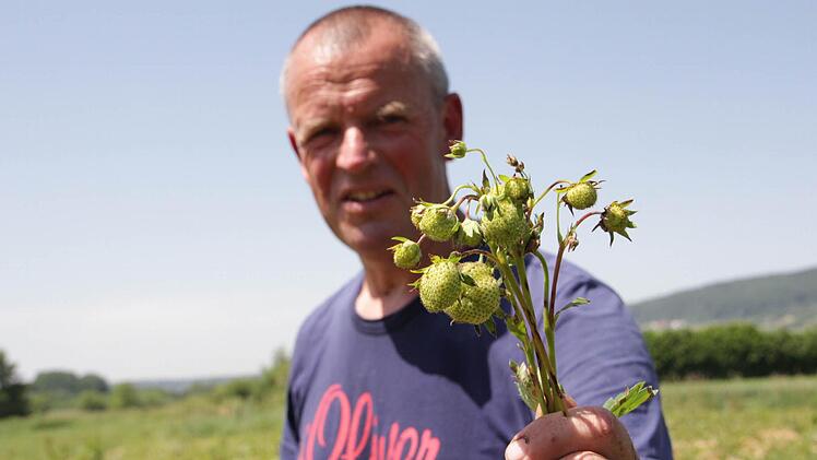 Unter großen saftigen Erdbeeren stellt sich Beerenbauer Tom Bertelshofer etwas anderes vor. Die Früchte auf einem Feld sind total verkümmert.   Fotos: Josef Hofbauer