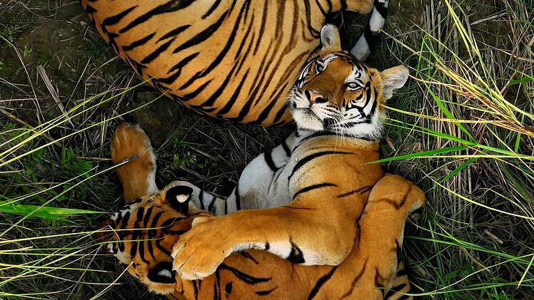 Diese jungen Bengaltiger in Nepal sind fast ausgewachsen und werden bald nach eigenen Revieren suchen.