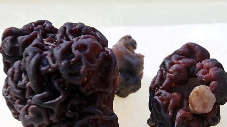Die Frühjahrslorchel hat eine Hutform, die an ein Gehirn erinnert.  Foto: ew