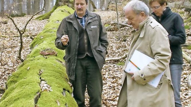Die Systematik der Besiedlung von Totholz erklärte der Leiter des Forstbetriebs Ebrach, Ulrich Mergner, beim Waldrundgang. Dabei wurde dem Abgeordneten Hans-Jürgen Fahn (von links) deutlich, dass eine Waldbewirtschaftung, wie sie Mergner favorisiert, personalintensiv ist. Foto: sw