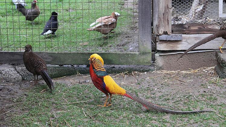 Die seltenen Amherstfasane blieben aber verborgen. Sie sollen bei der Lokalschau eine Überraschung sein. Foto: Sonja Adam