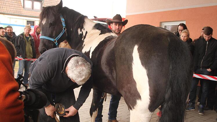 Nun wird das Hufeisen dem Huf angepasst.