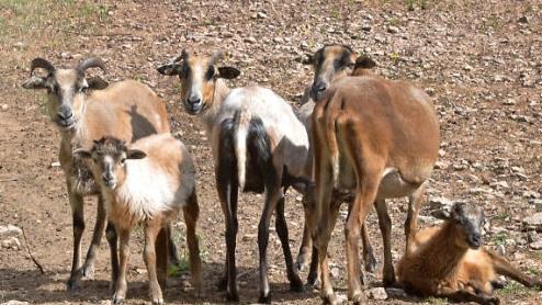 Die Kamerunschafe sind eine Wildschafart und sehr scheu.
