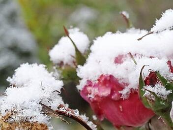 Eisblumen in der Rhön. Foto: Marion Eckert