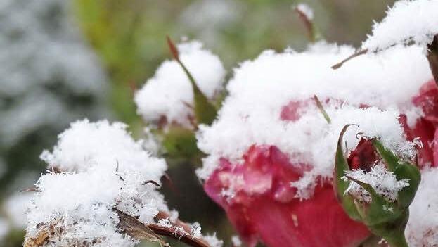Eisblumen in der Rhön. Foto: Marion Eckert