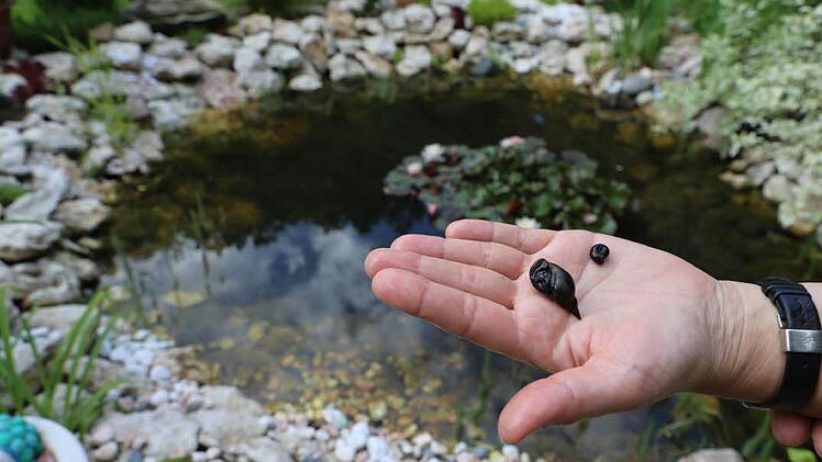 Kleine Helfer im Teich: Schnecken sorgen für sauberes Wasser. Foto: Barbara Herbst
