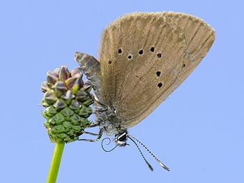 Der Dunkle Wiesenknopf-Ameisenbläuling kommt im Obermaintal vor, ist aber wegen seiner Spezialisierung auch hier gefährdet. Foto: Torsten Ruf