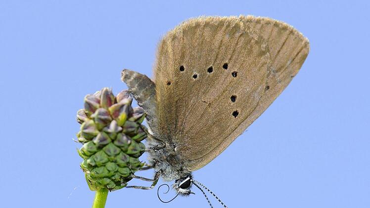 Der Dunkle Wiesenknopf-Ameisenbläuling kommt im Obermaintal vor, ist aber wegen seiner Spezialisierung auch hier gefährdet. Foto: Torsten Ruf