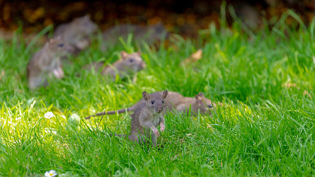 Ratten im Garten: So wirst du sie effektiv wieder los