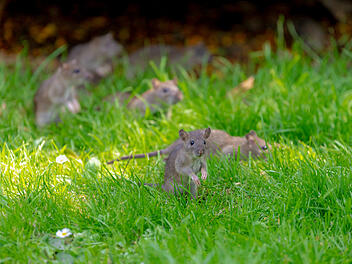 Ratten im Garten: So wirst du sie effektiv wieder los