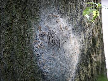 Ein Nest mit Eichen-Prozessionsspinnern hängt an einem Baum. Die Raupen werden bist zu fünf Zentimeter groß und bilden gefährliche Brennhaare. Foto: Bodo Marks/dpa